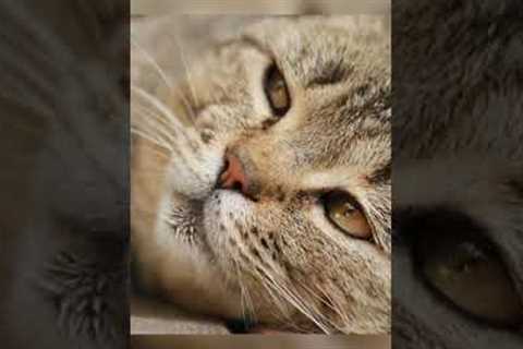 Ways To Make A Cat Like You