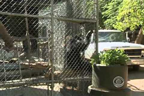 The perils of owning exotic pets