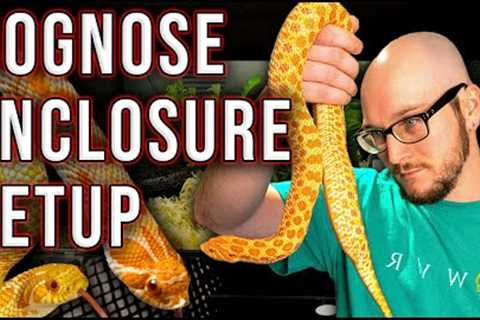 Hognose Snake Enclosure Setup On ANY Budget in 2022!