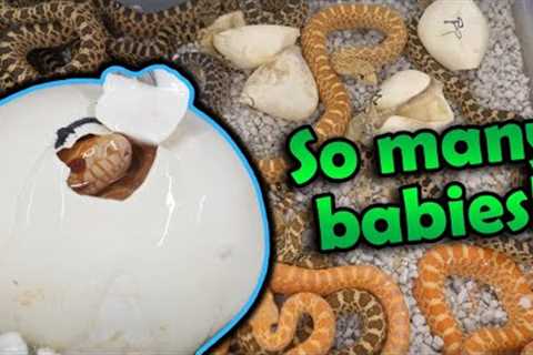 Adorable Baby Bullsnakes Hatching!