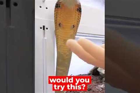 how to safely pet a king cobra  ( Venomous Snake )