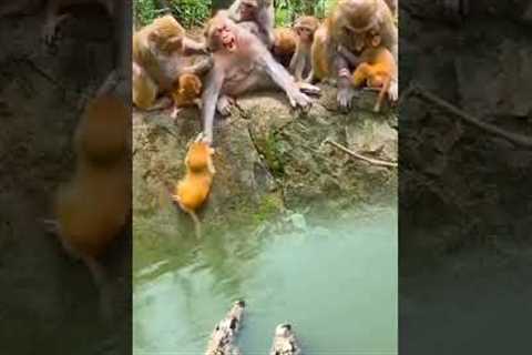 The confusing behavior of animals All animals are created equal Wonderful animals