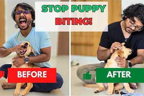 Unbelievable Start and Stop Technique to End Puppy Biting! | PetGuru Academy