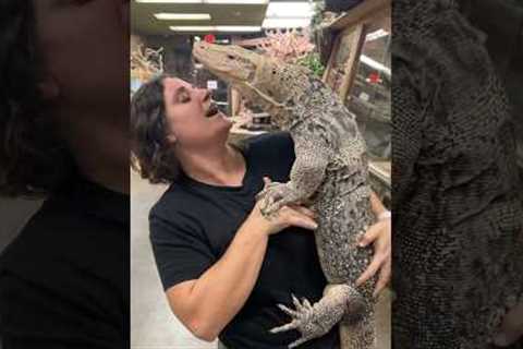 Everybody meet My Giant Friendly Monitor Lizard🥰🙌