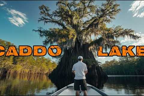 The World's Wildest Flooded Forest - The Ultimate Guide to Fishing Caddo Lake