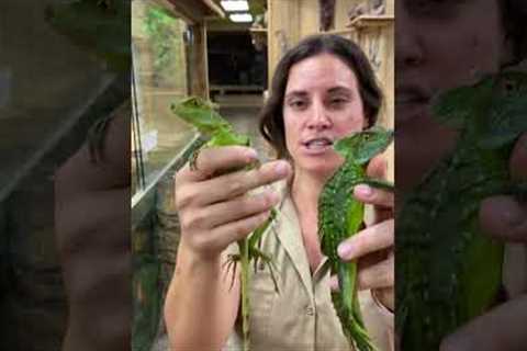 Lizards that run on water!🦎😱