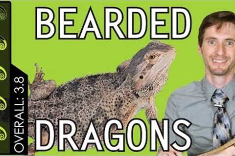 Bearded Dragon, The Best Pet Reptile?