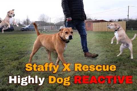 Heartbreaking to Hopeful: Staffy X Rescue Dog Struggles With Severe Reactivity