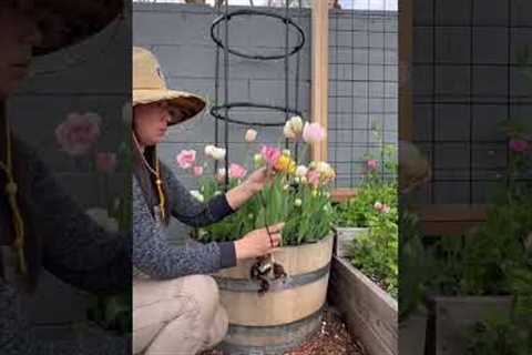 How to grow tulips 101