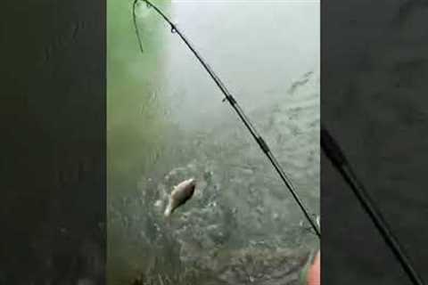 Get Jiggy Widdit #fishing #bassfishing #lake #fish #fishingvideo #fishinglife #gratitude #hope #love