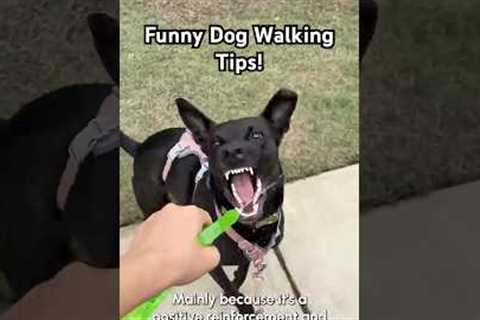 Hilarious But Useful Dog Walking Tips