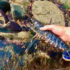 Big Lobster on Extreme Low Tide - Catch &  Cook