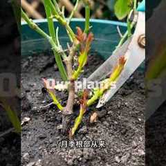 Rose plant Maintenance Tips #shorts #plants #rose #tips