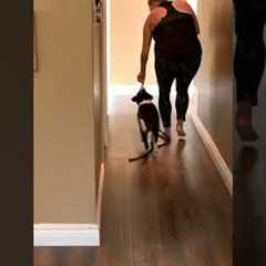 START HERE With Your Puppy Walking Training