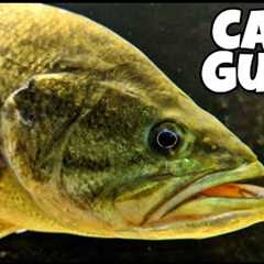 How To Raise Pet Bass! Largemouth Bass Aquarium!