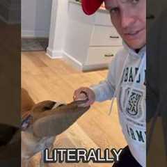How to STOP your puppy from biting on everything! Puppy Training Tips! #puppytraining