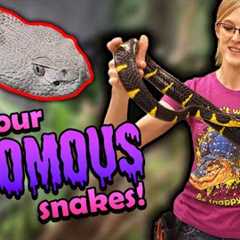 Meet our Venomous Snakes!