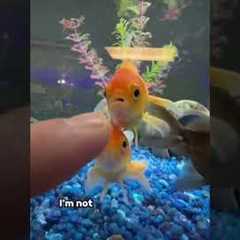 NEW GOLDFISH TANK