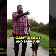 Best Dog Walking Advice