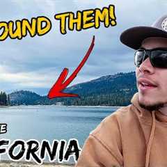 This California Lake has Landlocked Salmon! Catch and Cook!