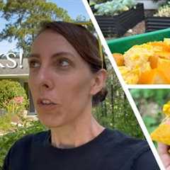 I tried this old Florida Gardener trick... Orange peel fertilizer and pesticide