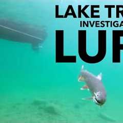 Lake Trout Investigates Lure #shorts