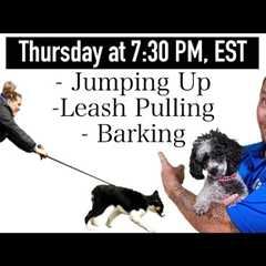 3 Dog Training Steps To Stop ANY Unwanted Behavior