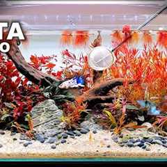 FULL AQUARIUM BUILD - Red Betta Fish Nano Aquascape Tutorial!