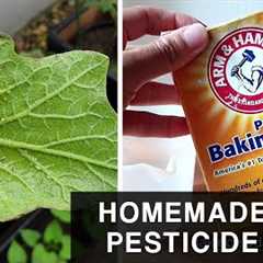 HOMEMADE BAKING SODA PESTICIDE  | Combat Aphids in plants and leafy vegetables
