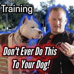 NEVER DO THIS to Your Dog After Calling Them! American Staffordshire Terrier