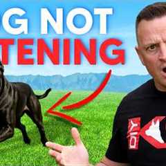 3 Reasons WHY Your Dog REFUSES to Listen To You!