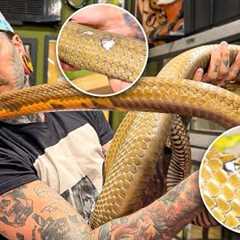 What’s WRONG with my KING COBRA ?! | Rusty Update