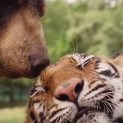 When Worlds Collide: The Beauty of Animal Odd Couples |Animal Adventures