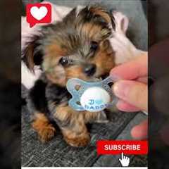 The Top 10 Training Tips for Yorkie Puppies: Number 6 #shorts #puppies