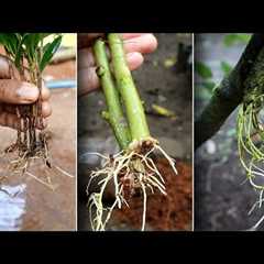 Genius Gardening Ideas 2025: Grow Plants from Cuttings (Easy & Fast!) 🌱✂️