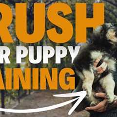 PUPPY TRAINING MASTERCLASS - Reggie Diary Week 1