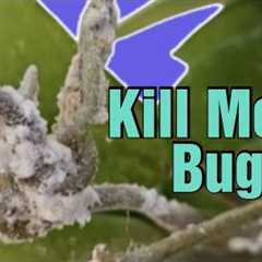 How to Kill Mealy Bugs, We declare War