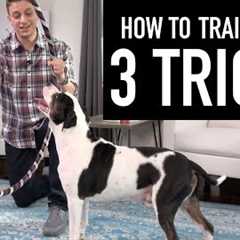 How to Train your Dog 3 Tricks! (Jump through a hoop, hugs, and more!)