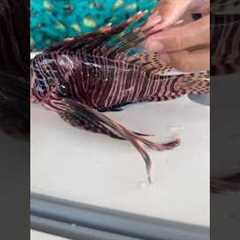 Lionfish Catch, Clean, & Cook!!