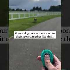 Let’s change the way you train ⬇️ Clicker training is a fantastic way to mark and reinforce
