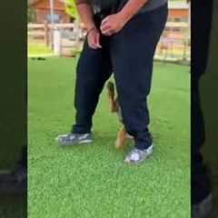 Training session with a Belgian Malinois puppy