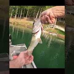 Belews Lake NC Bass fishing 4/25/25 All my catches part 1 #fishing #bassfishing