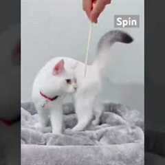 How I Target Trained My Cat #cat #funny #training #kitten