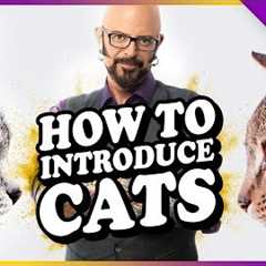 How to Introduce Cats