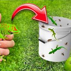 DIY LIZARD TRAP CATCHES RARE LIZARDS ! MADAGASCAR DAY GECKO !!