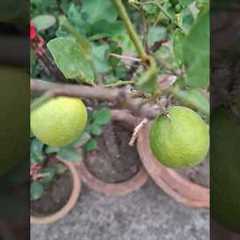 My lemon plant #fruit #lemon #gardening #garden #plants #farming #flowers #nature #lemonplant