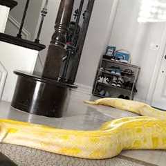 Giant Snake Loose in Our House!!!