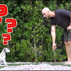 TEACH YOUR PUPPY 3 TRICKS IN 3 DAYS | 8 week old Dalmatian puppy