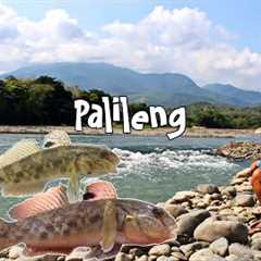 catch and cook BUNOG FISH | find  food for my family | biya, palileng,mori, goby fish