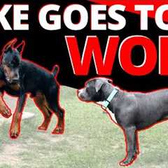 First Day on the Job - Will Duke Help or Hurt this Shy Girl?  Learn how to raise your own helper dog